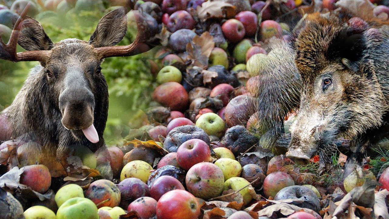 Äpplen Älg Vildsvin